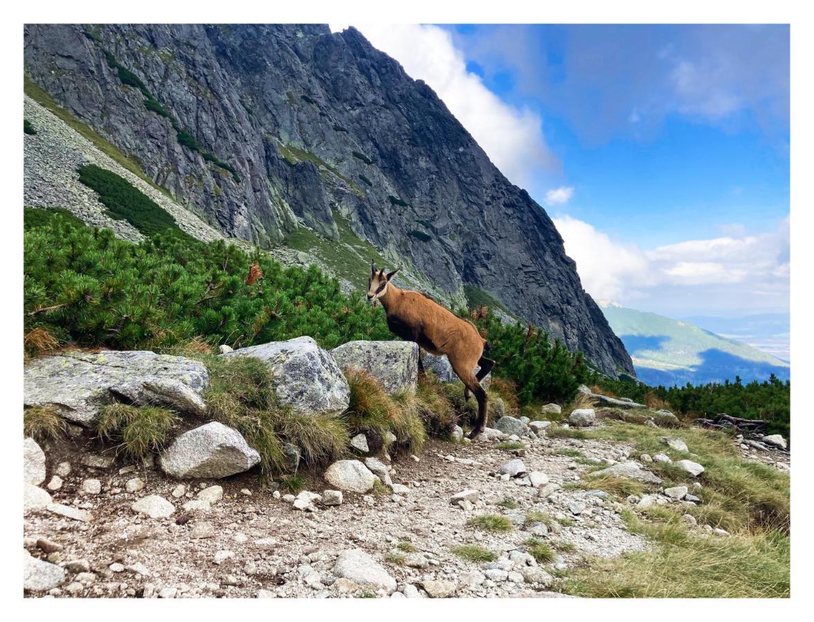 Willa Danielka Zakopane Buitenkant foto