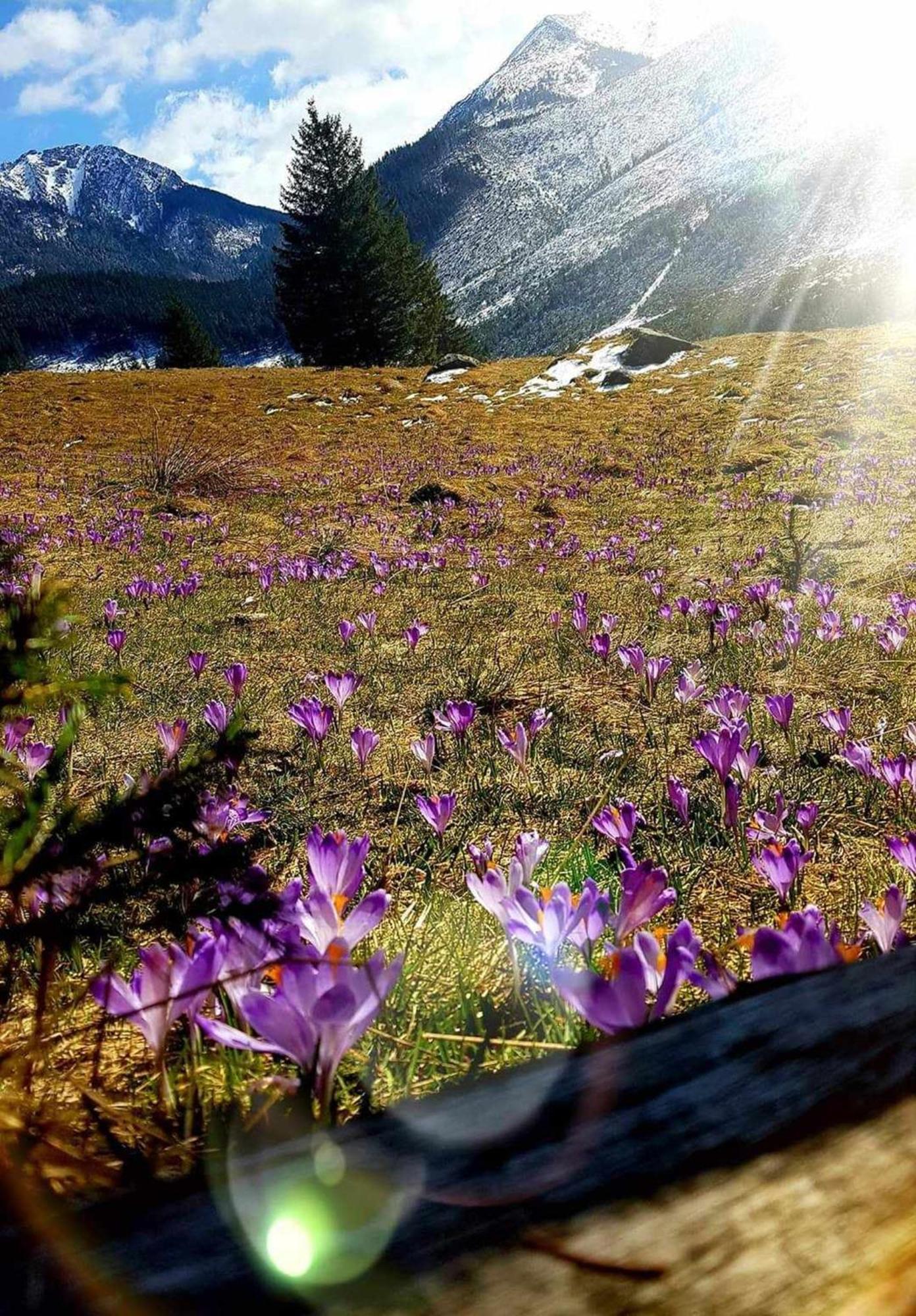 Willa Danielka Zakopane Buitenkant foto